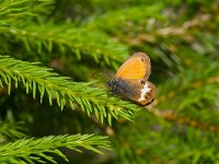 Coenonympha arcania